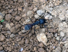 Camponotus cruentatus