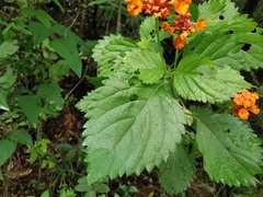 Lantana urticoides