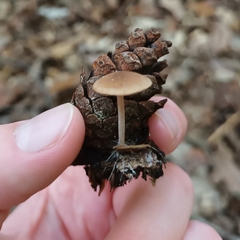 Marasmiineae