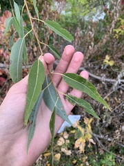 Salix nigra