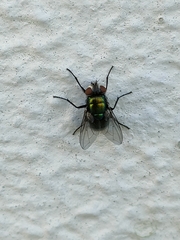 Lucilia