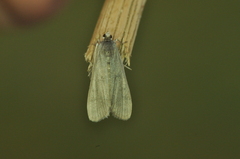 Parapoynx maculalis
