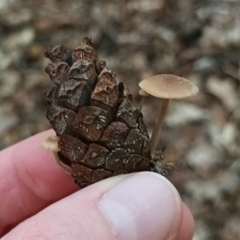 Marasmiineae