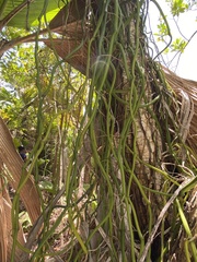 Vanilla phalaenopsis