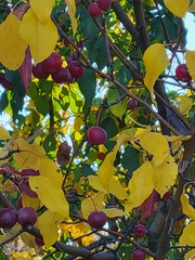Malus
