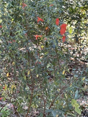 Clinopodium coccineum