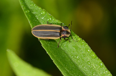 Pyractomena angulata