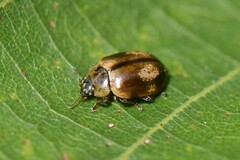 Aphidecta obliterata