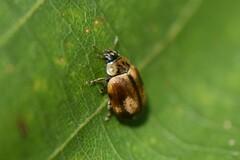 Aphidecta obliterata