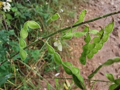 Desmodium lindheimeri