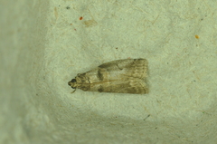 Acrobasis