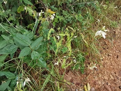 Desmodium lindheimeri