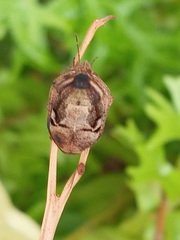 Pachycorinae