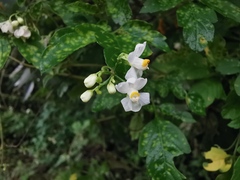 Desmodium lindheimeri