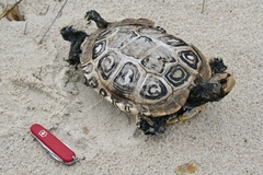 Malaclemys terrapin terrapin