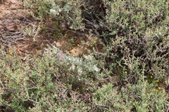 Atriplex lindleyi