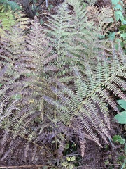 Athyrium