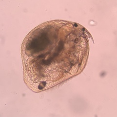 Chydoridae