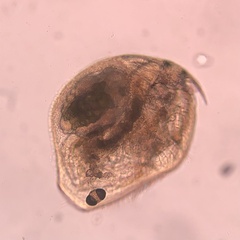 Chydoridae