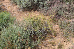 Crassula subaphylla subaphylla