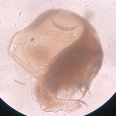 Chydoridae