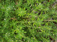 Amaranthus blitoides