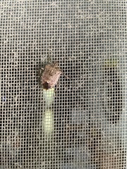 Halyomorpha halys