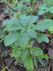Pachysandra terminalis