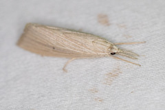 Eoreuma densellus