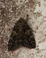 Catocala sponsa