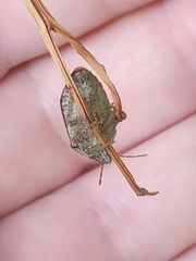Pachycorinae