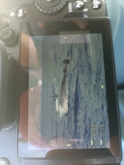 Balaenoptera borealis