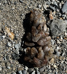 Ascidiella aspersa