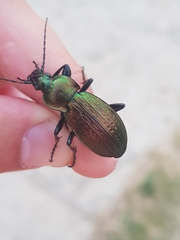 Morphocarabus