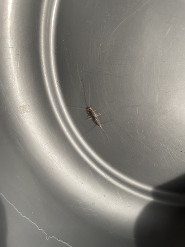 Long-tailed Silverfish, Bilderdijkkade, Amsterdam, Noord-Holland, NL, photo 10 of 10