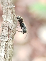 Dolichoderus