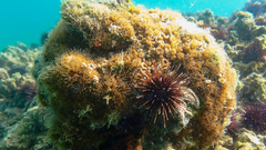 Cladocora caespitosa