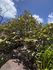 Dillenia ferruginea