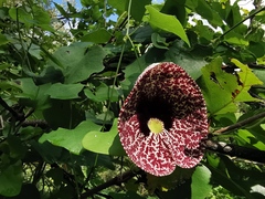 Aristolochia littoralis
