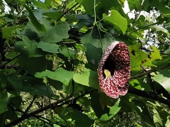 Aristolochia littoralis