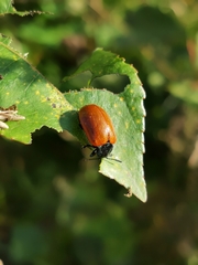Chrysomela populi
