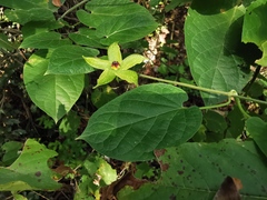 Gonolobus erianthus