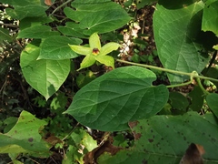 Gonolobus erianthus