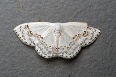 Teldenia specca