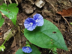 Jacquemontia pentanthos