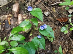 Jacquemontia pentanthos