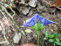 Jacquemontia pentanthos