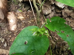 Jacquemontia pentanthos