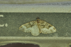 Euphyia intermediata