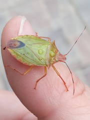 Chlorocoris